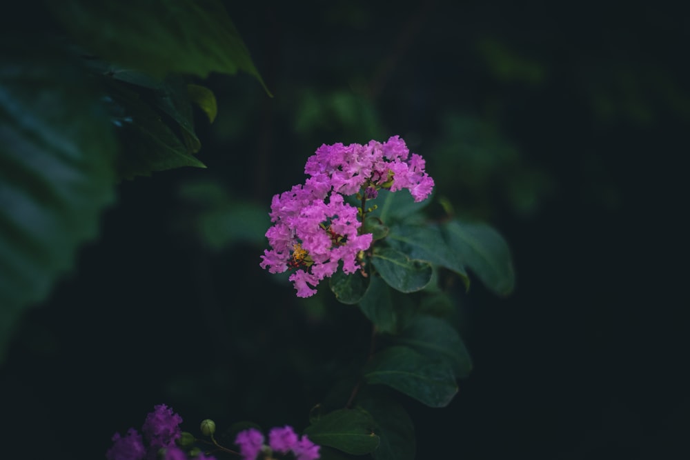 a purple flower with green leaves in the background