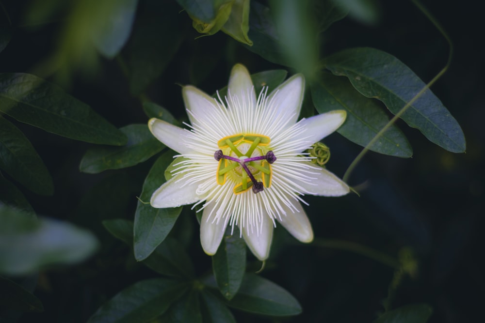 a white flower with a yellow center surrounded by green leaves