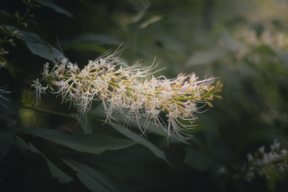 a close up of a plant with white flowers