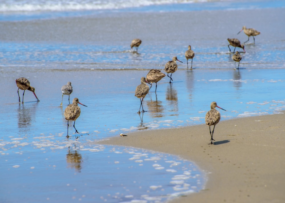 a group of birds standing on top of a sandy beach