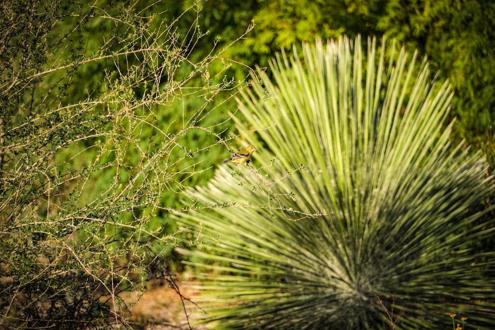 a close up of a plant with a blurry background