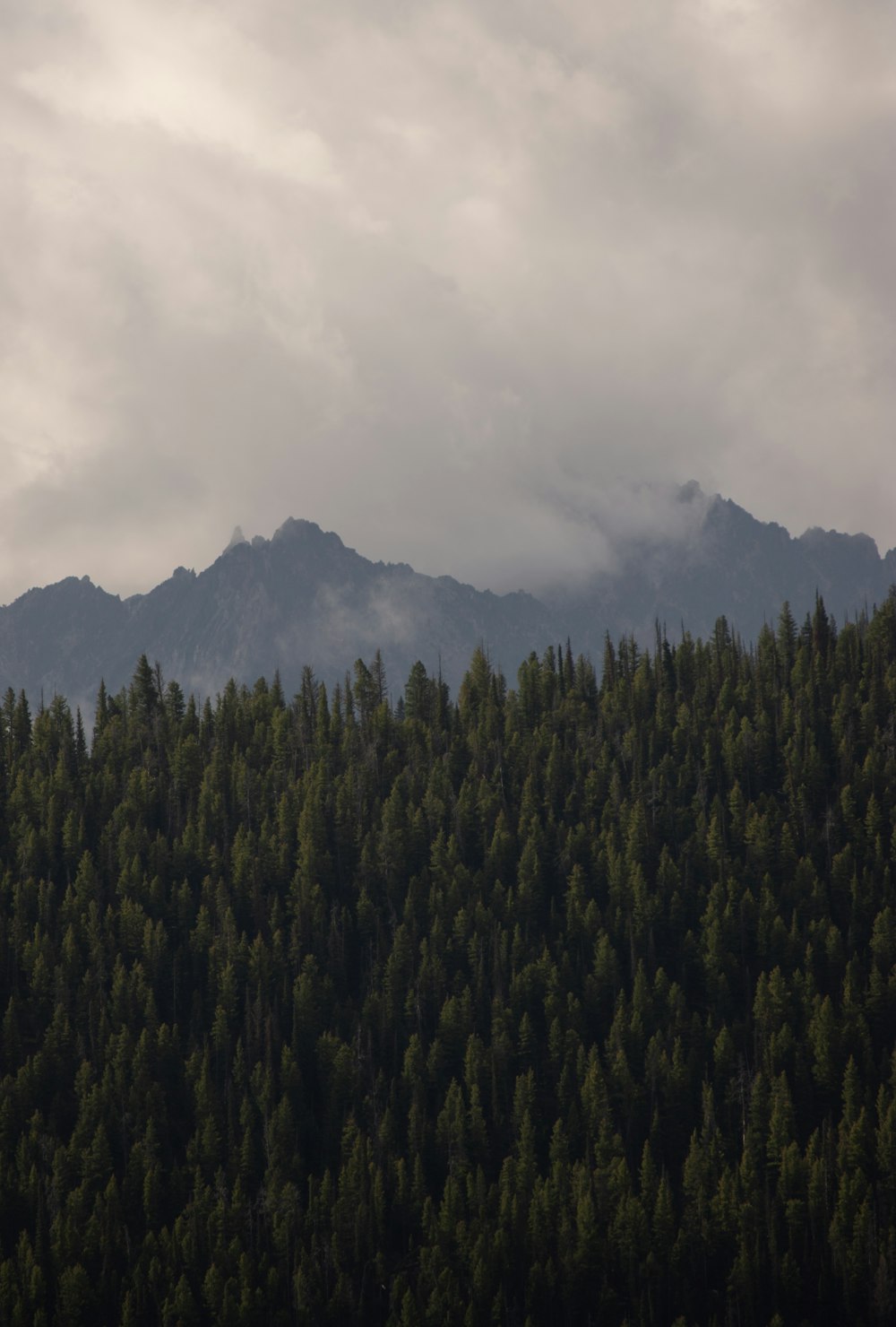 Una foresta con una montagna sullo sfondo