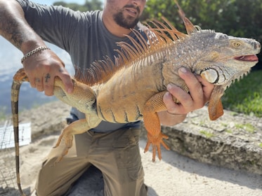 A person kneels on the ground holding a large iguana with distinctive orange spines and patterned skin. The setting is outdoors near greenery and a body of water. The person wears a gray shirt and khaki pants, and has tattoos on their arms.