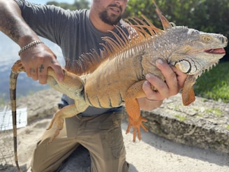 A person kneels on the ground holding a large iguana with distinctive orange spines and patterned skin. The setting is outdoors near greenery and a body of water. The person wears a gray shirt and khaki pants, and has tattoos on their arms.