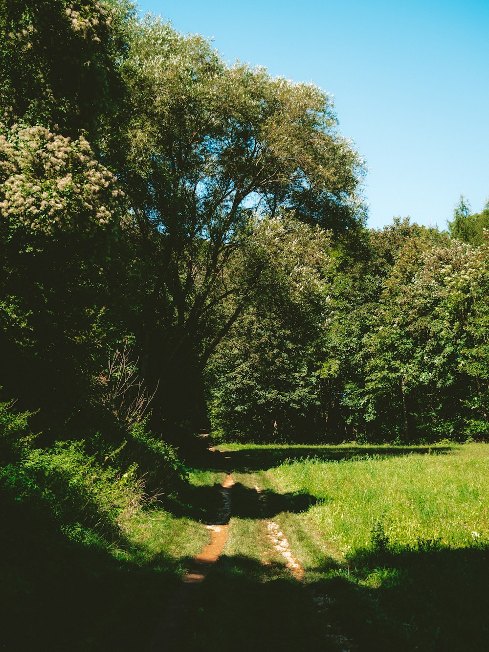 a path in the middle of a lush green forest