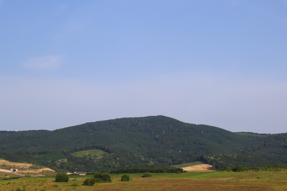 a grassy field with a mountain in the background