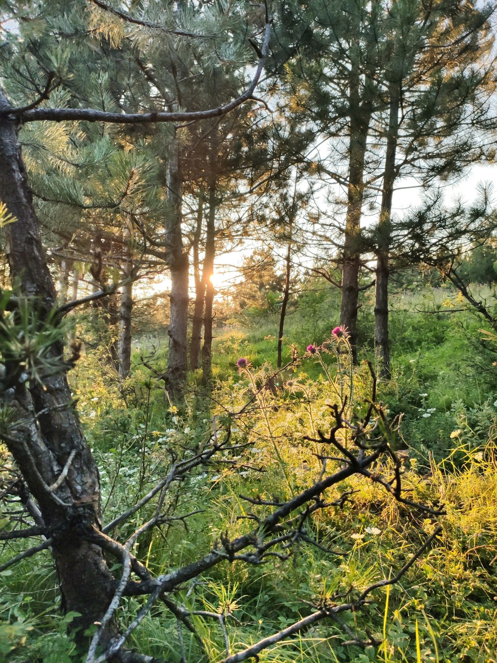 the sun is shining through the trees in the woods