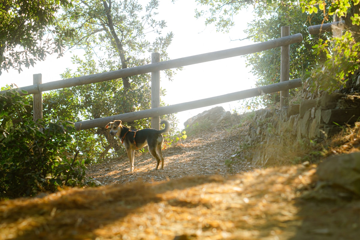 Dog standing on dirt trail in wilderness