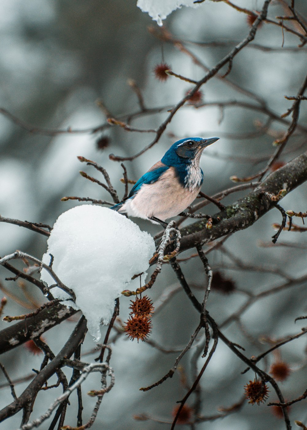um pássaro azul e branco sentado em um galho de árvore
