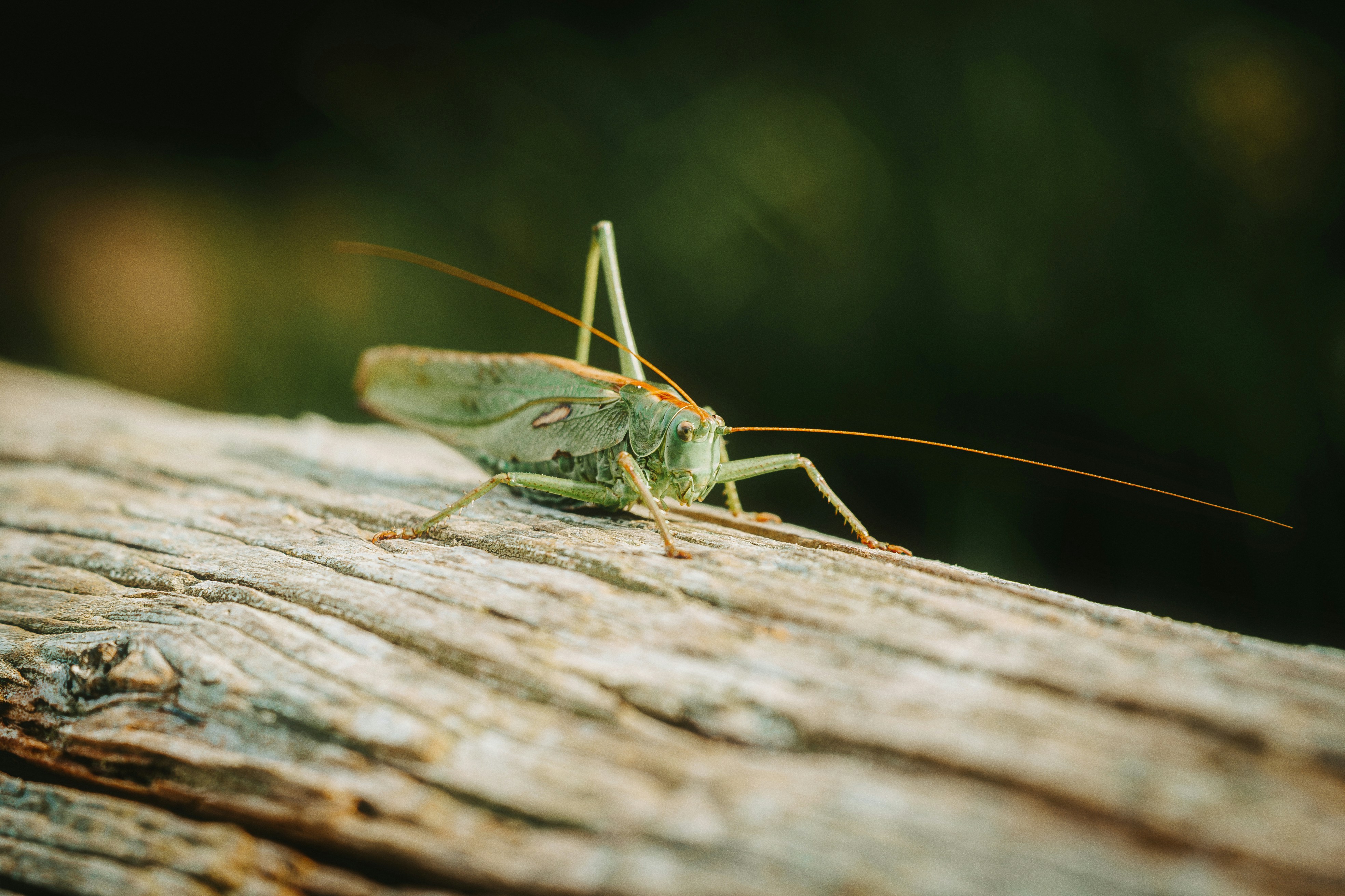 Photo by alexshuperart