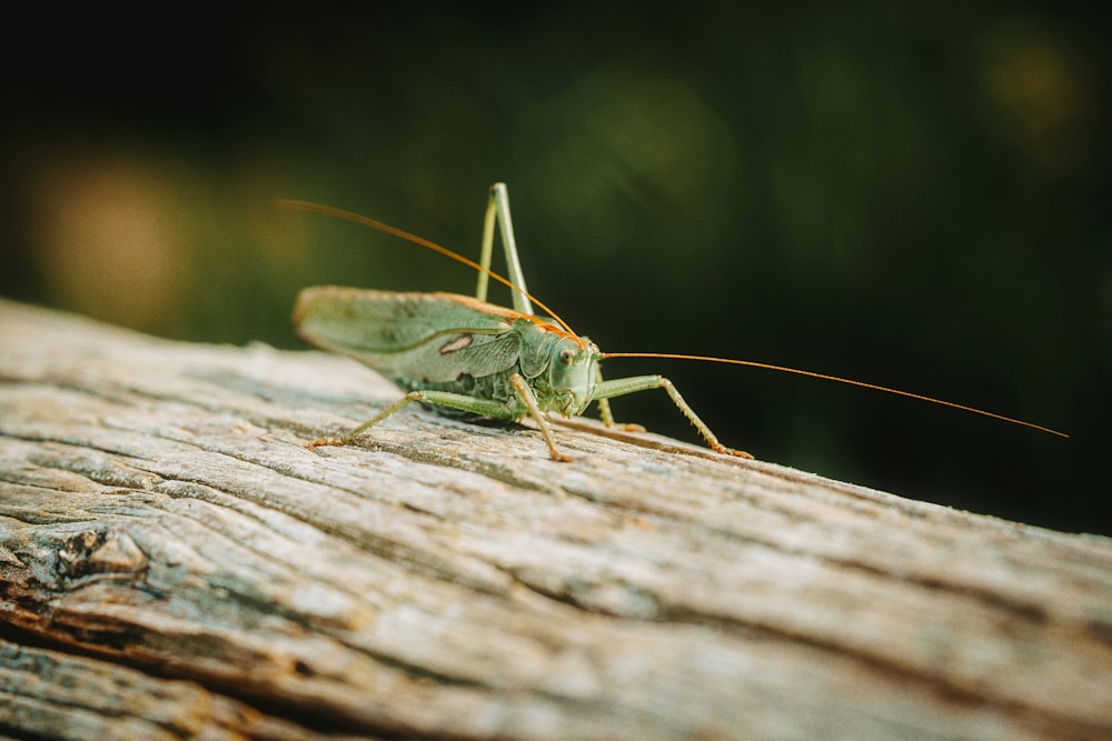 a close up of a grasshopper on a piece of wood
