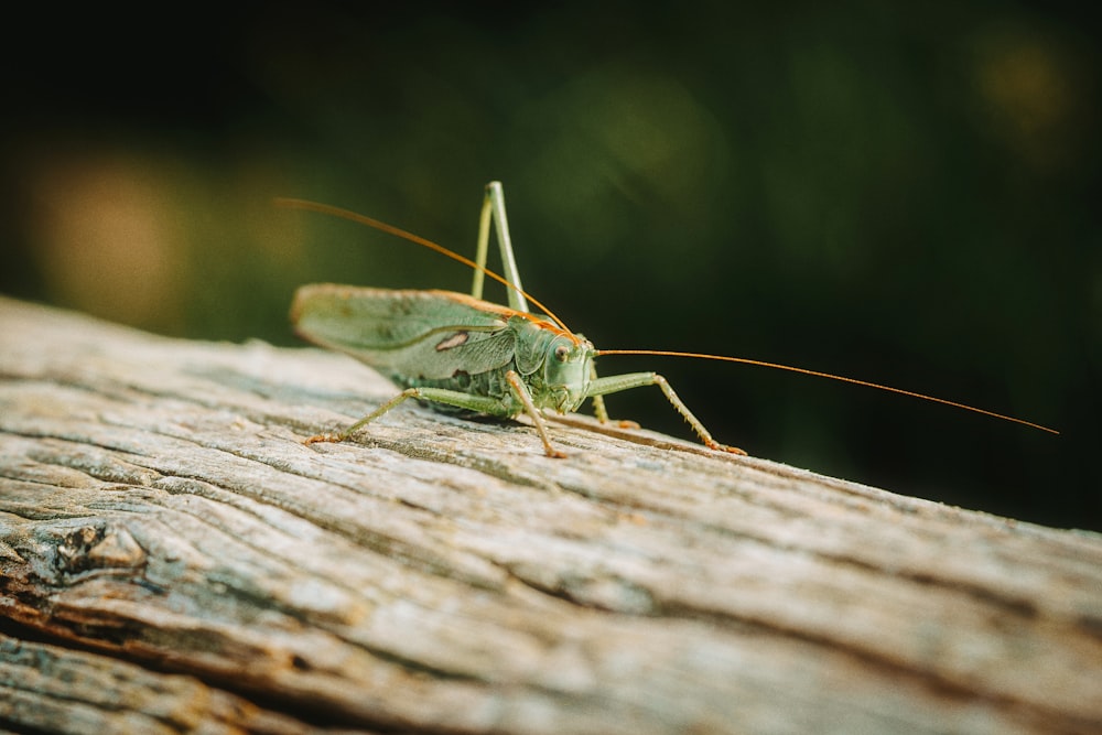 Un primer plano de un saltamontes en un trozo de madera