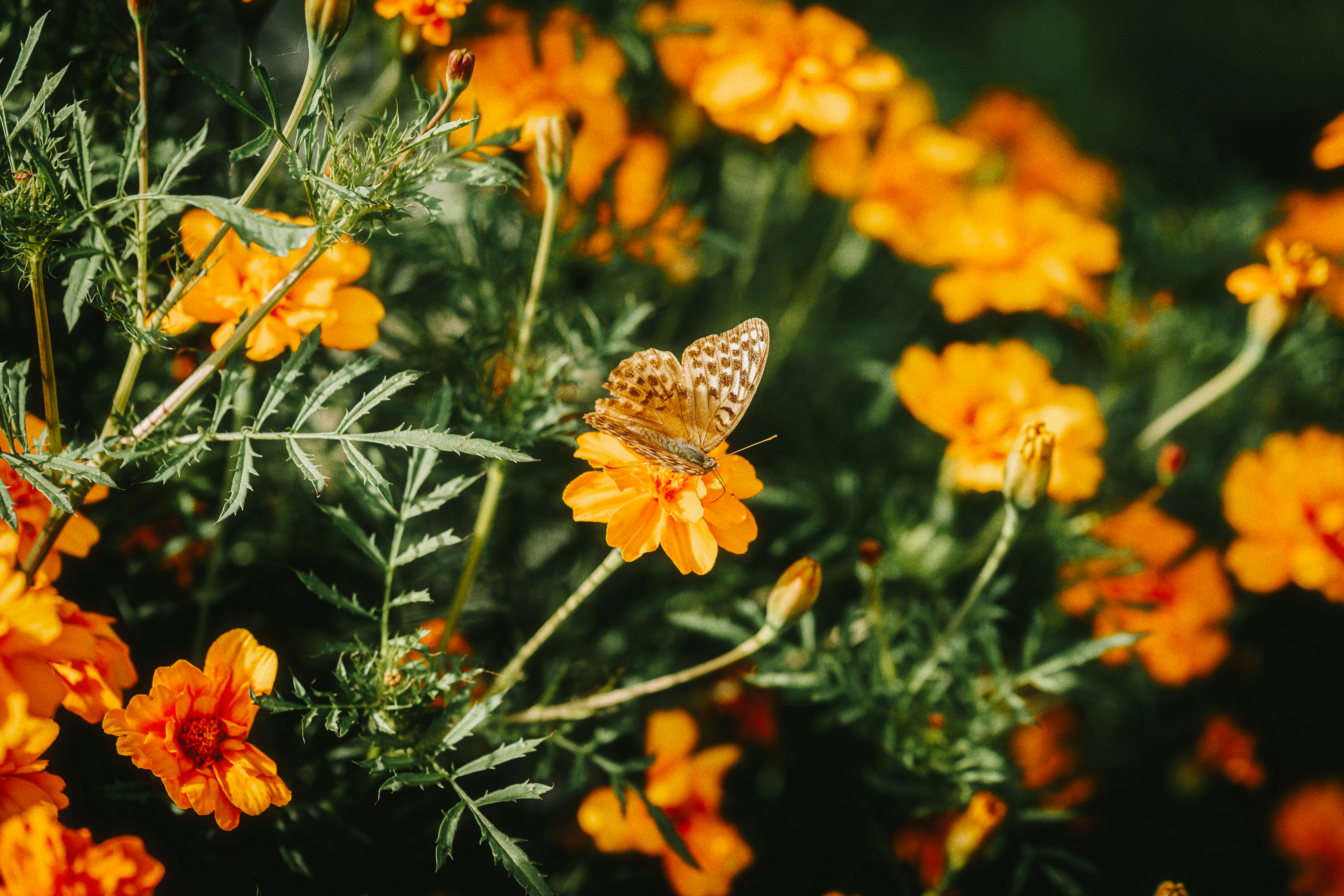 Photo by alexshuperart