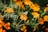 A delicate butterfly with patterned wings is perched on a vibrant orange flower. Surrounding the butterfly are numerous similar flowers and green foliage, creating a lively natural setting.