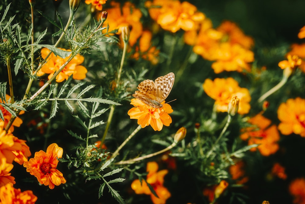 a butterfly is sitting on a yellow flower