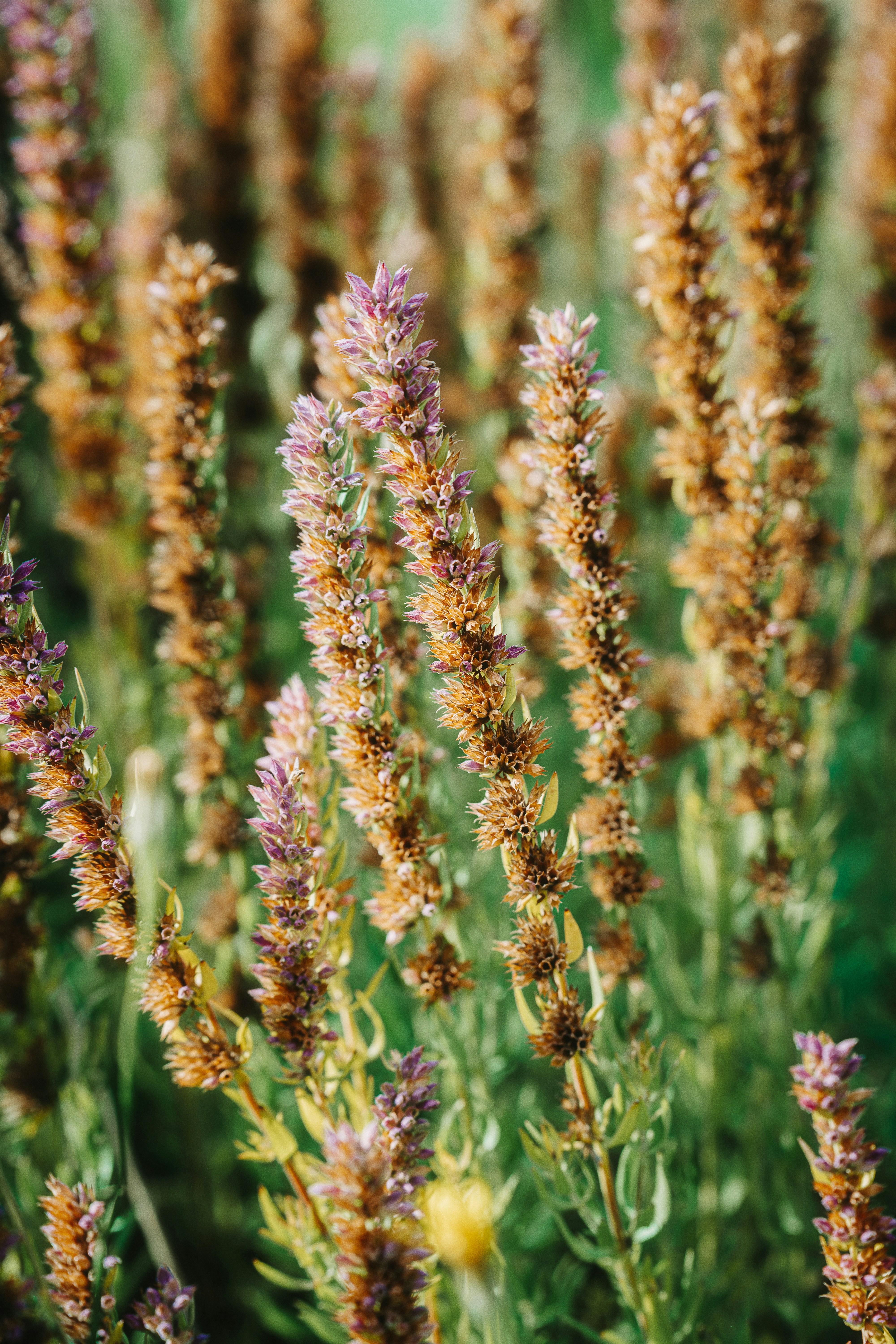 Photo by alexshuperart