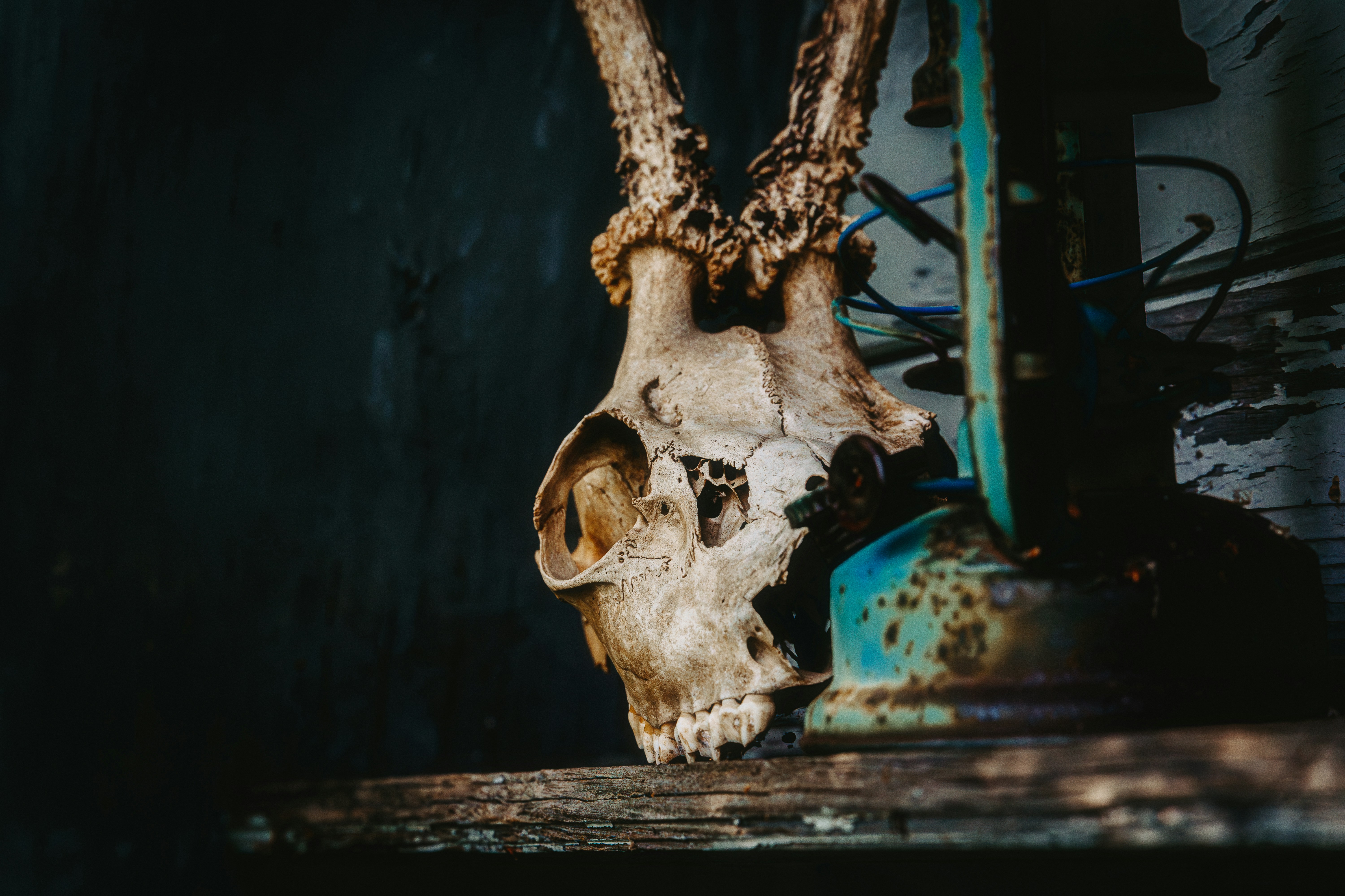 Photo by alexshuperart