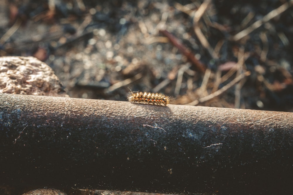 a caterpillar is sitting on a pipe