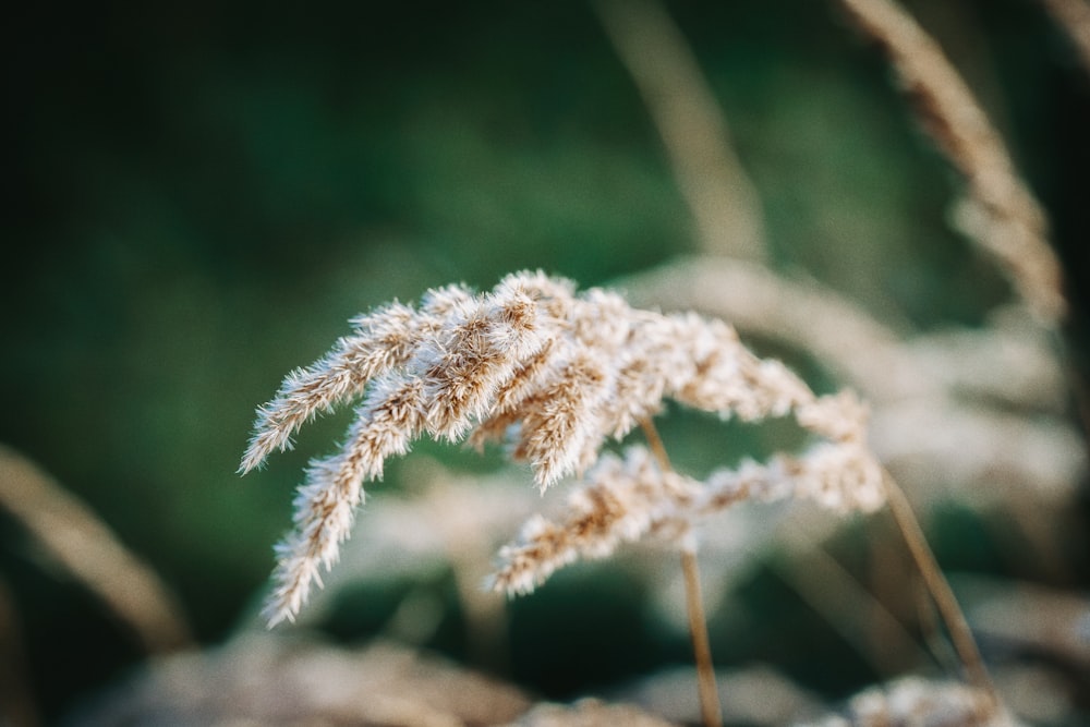 a close up of a plant with a blurry background