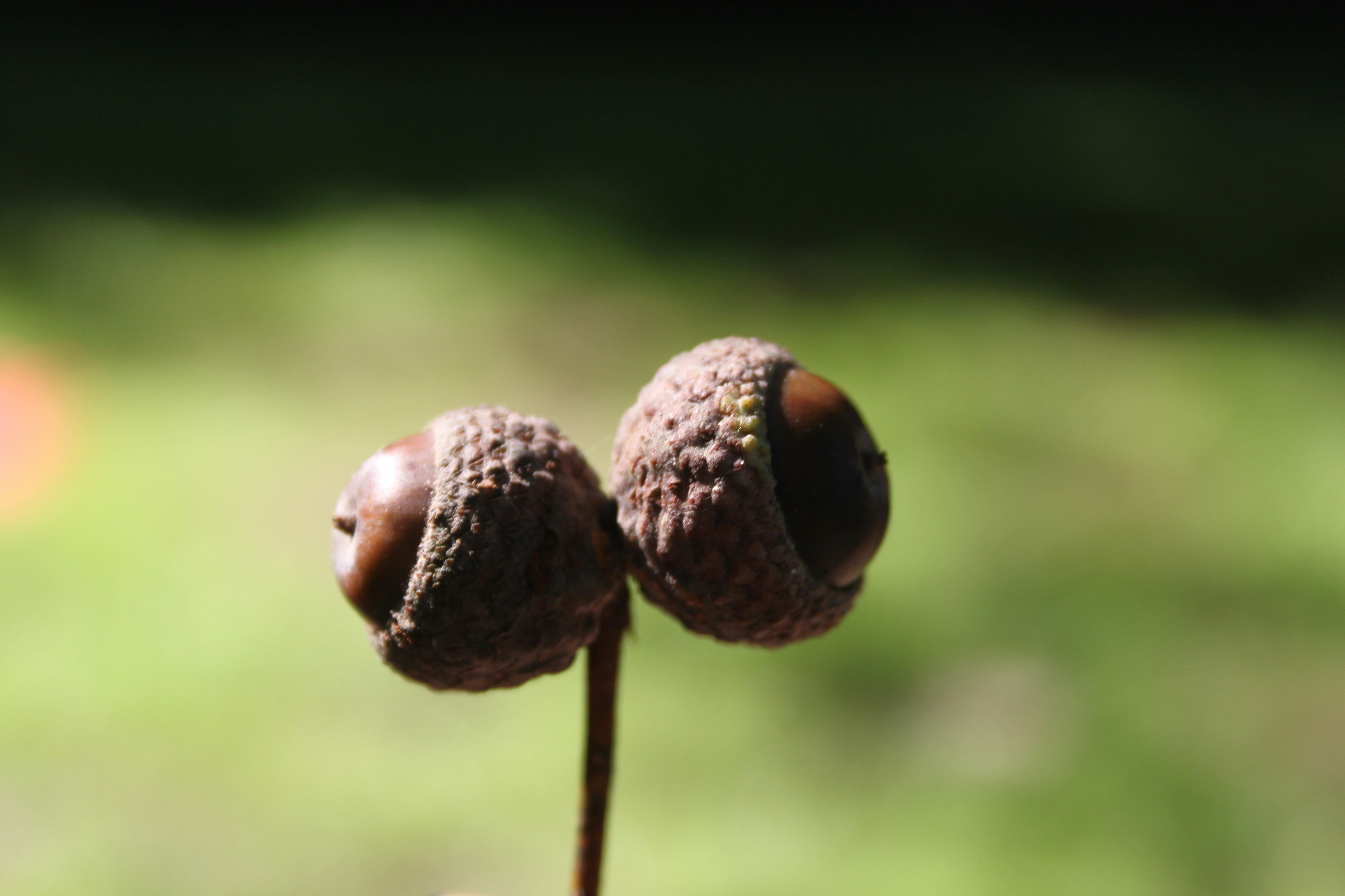 Case Study: Running an Autograph Micro‑Pop‑Up in 2026 — Logistics, Photoshoots, and Live‑Auth Workflows