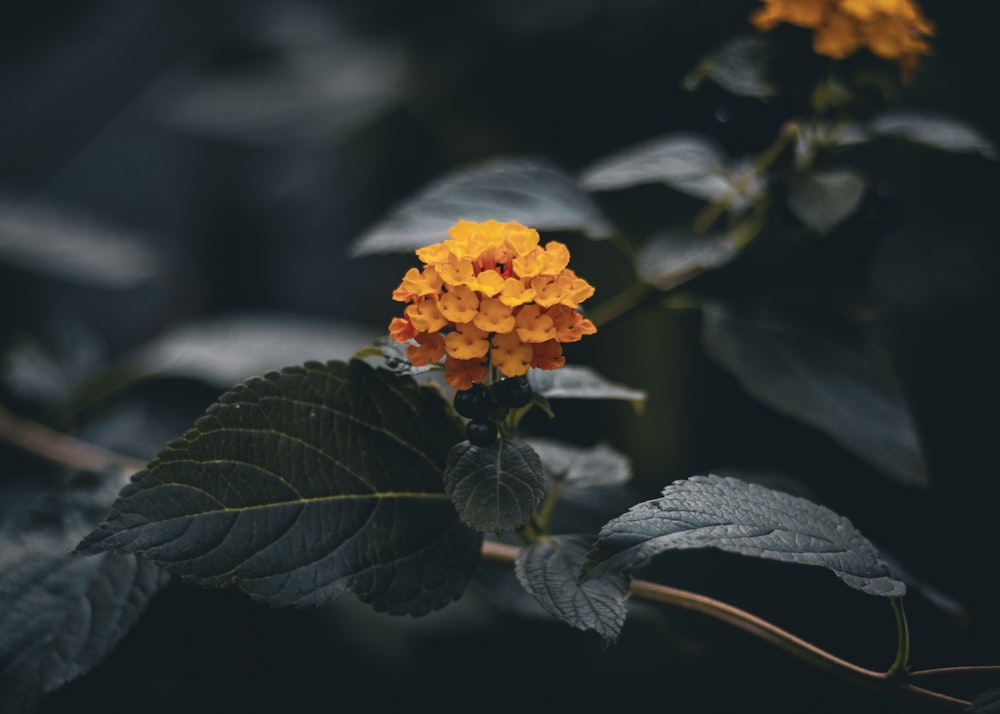 a close up of a yellow flower on a plant