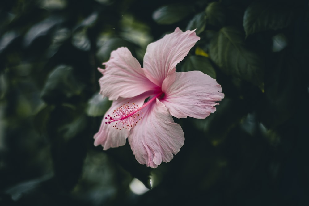 a pink flower with green leaves in the background