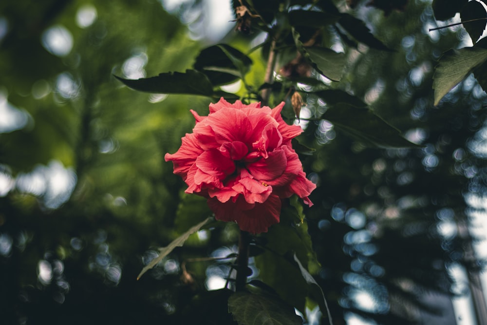 a red flower that is growing on a tree