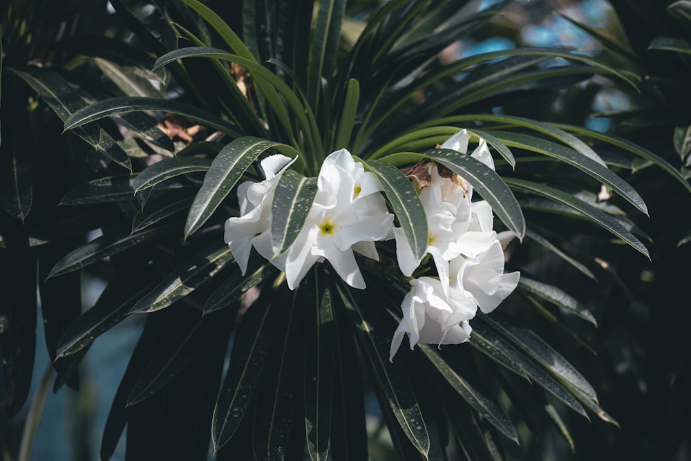 a close up of a plant with white flowers