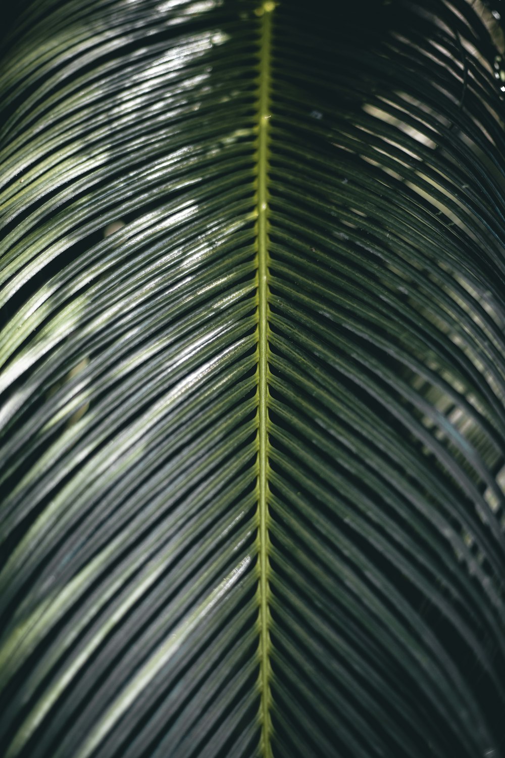 a close up view of a green leaf