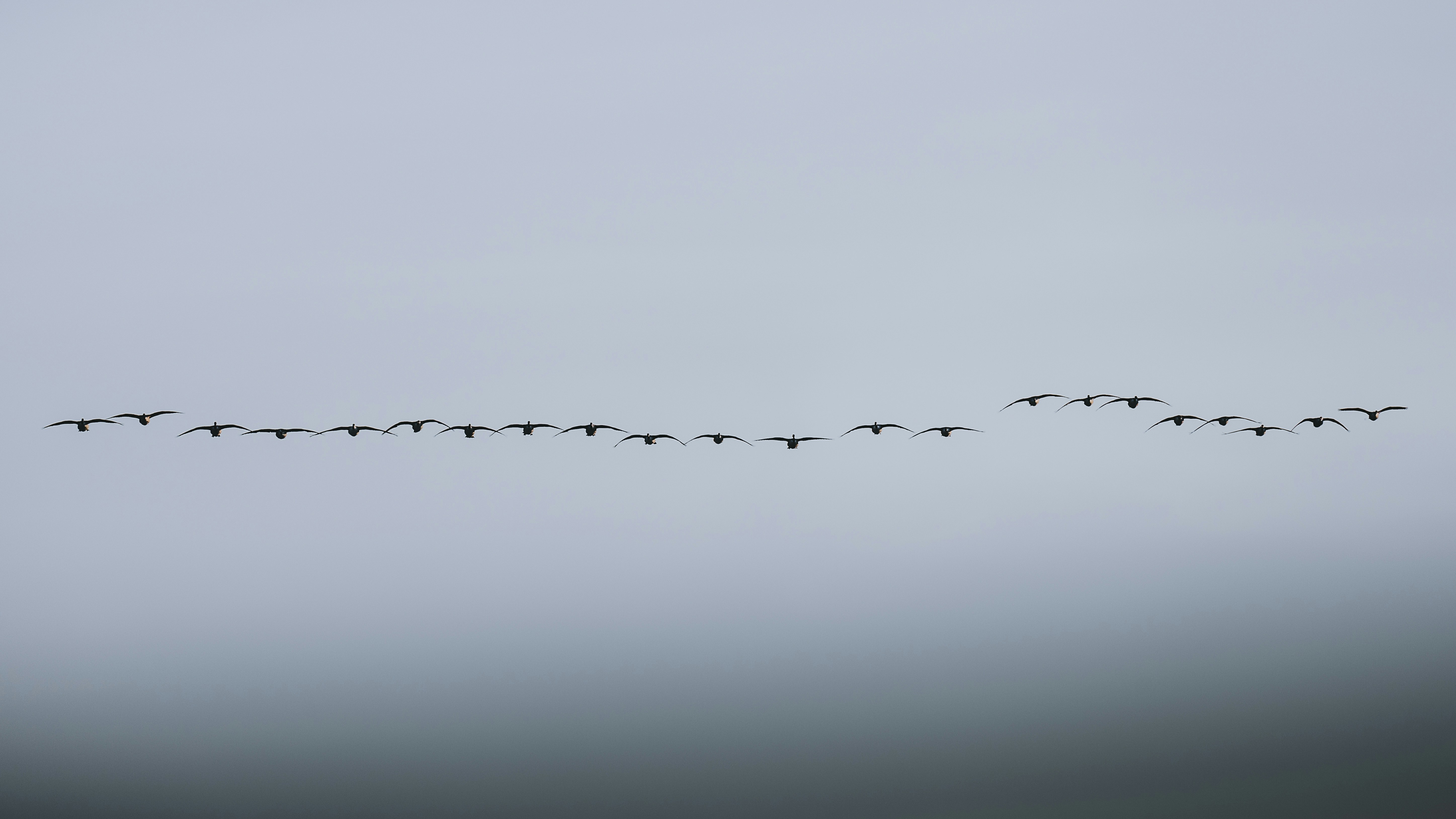 a flock of birds flying through a cloudy sky