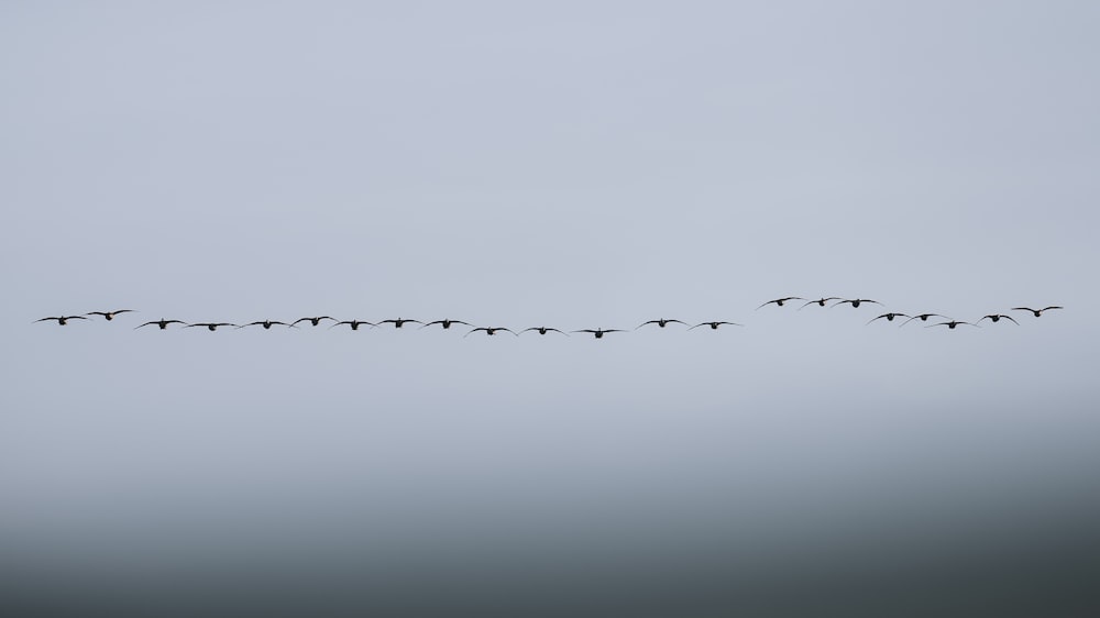 a flock of birds flying through a cloudy sky