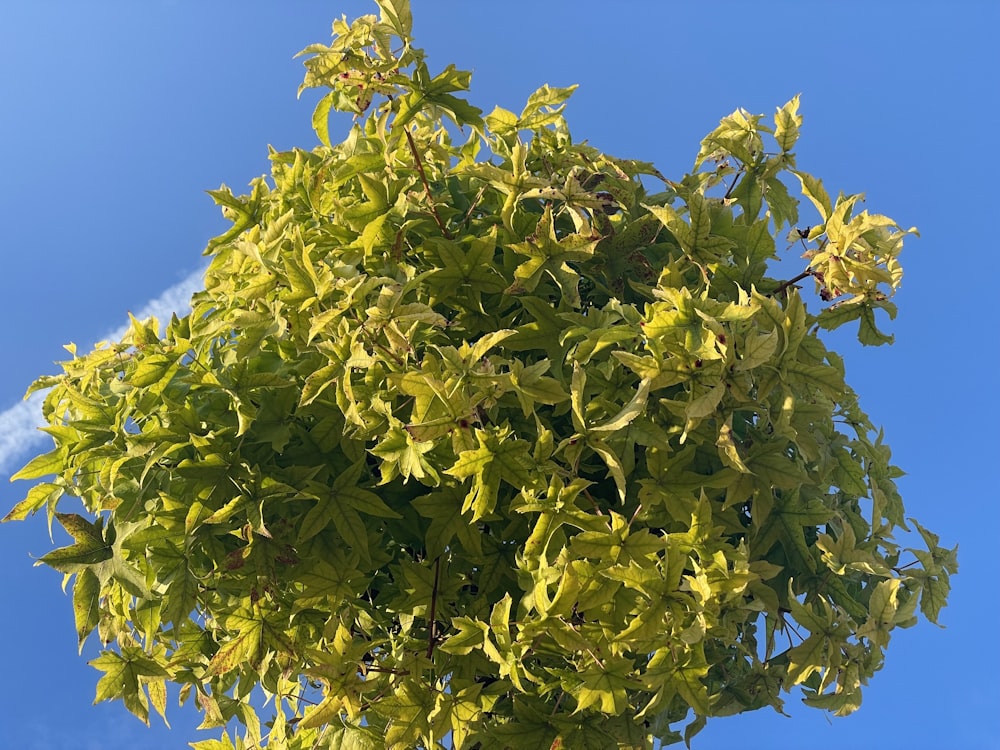 a tree with green leaves against a blue sky