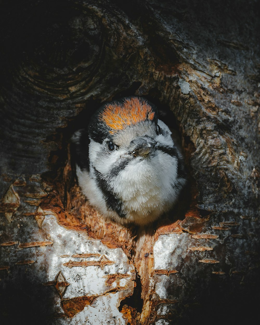 a small bird sitting in a hollow in a tree