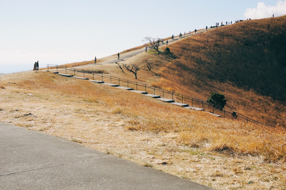 a hill that has a bunch of trees on it