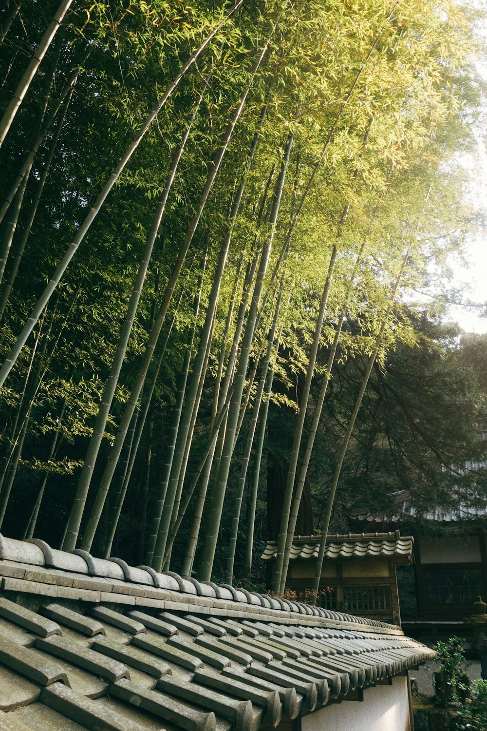 a row of bamboo trees next to a building