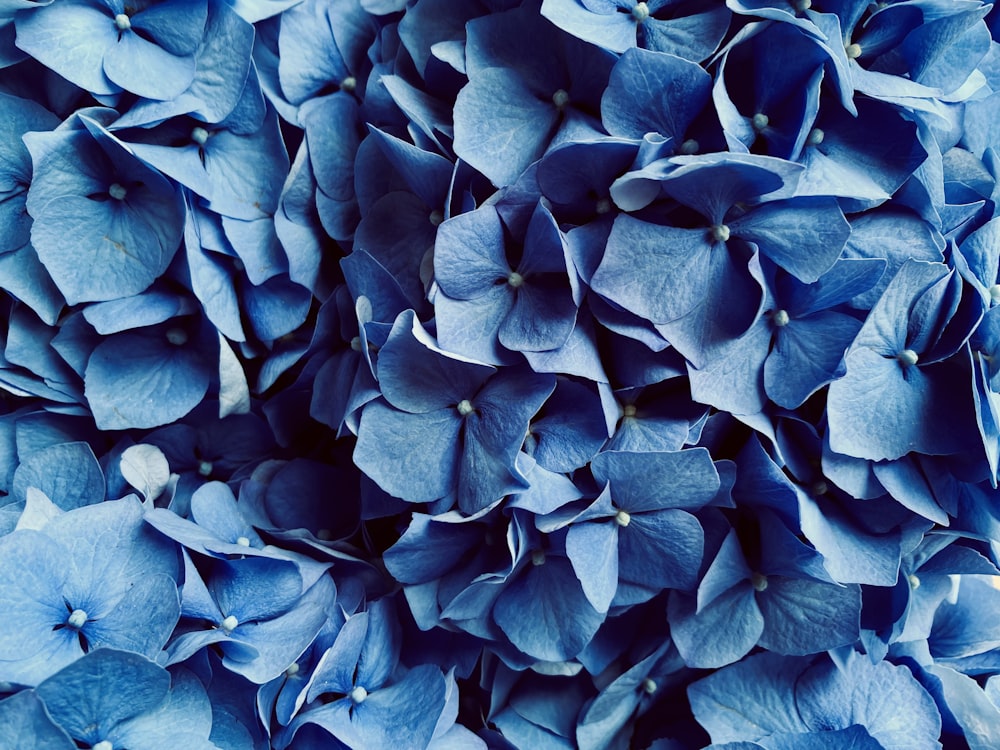 a close up of a bunch of blue flowers