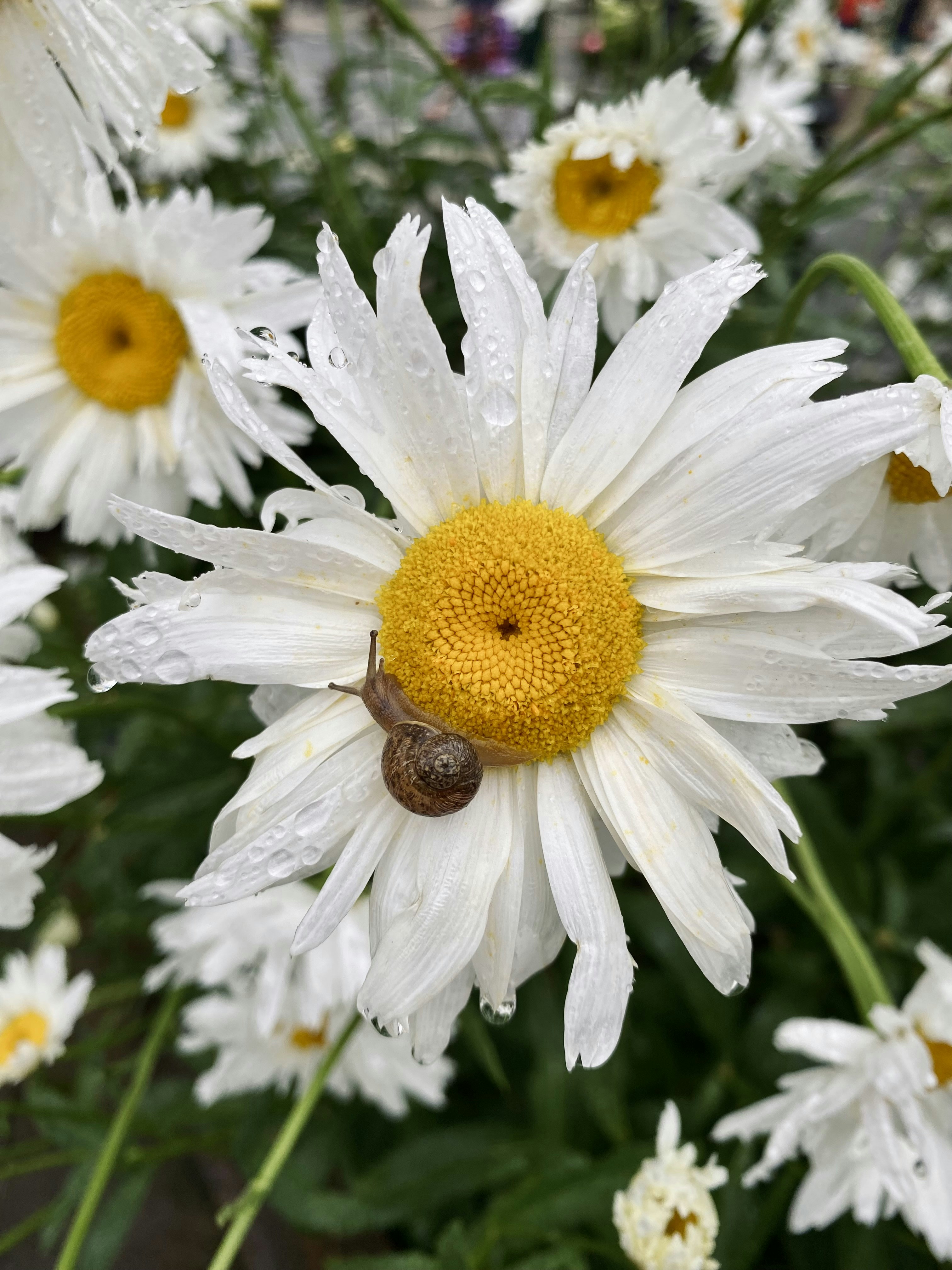 Photo by cosmicomicfox