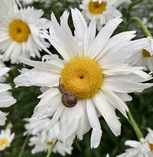 a close up of a flower with a snail on it