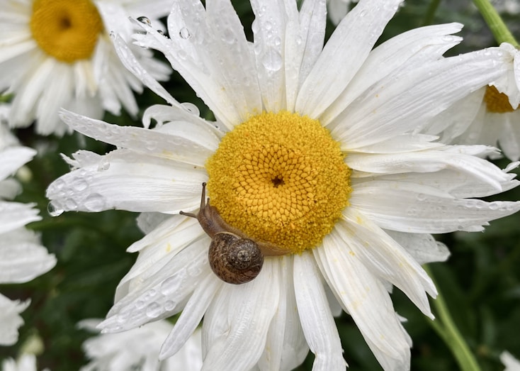 a close up of a flower with a snail on it