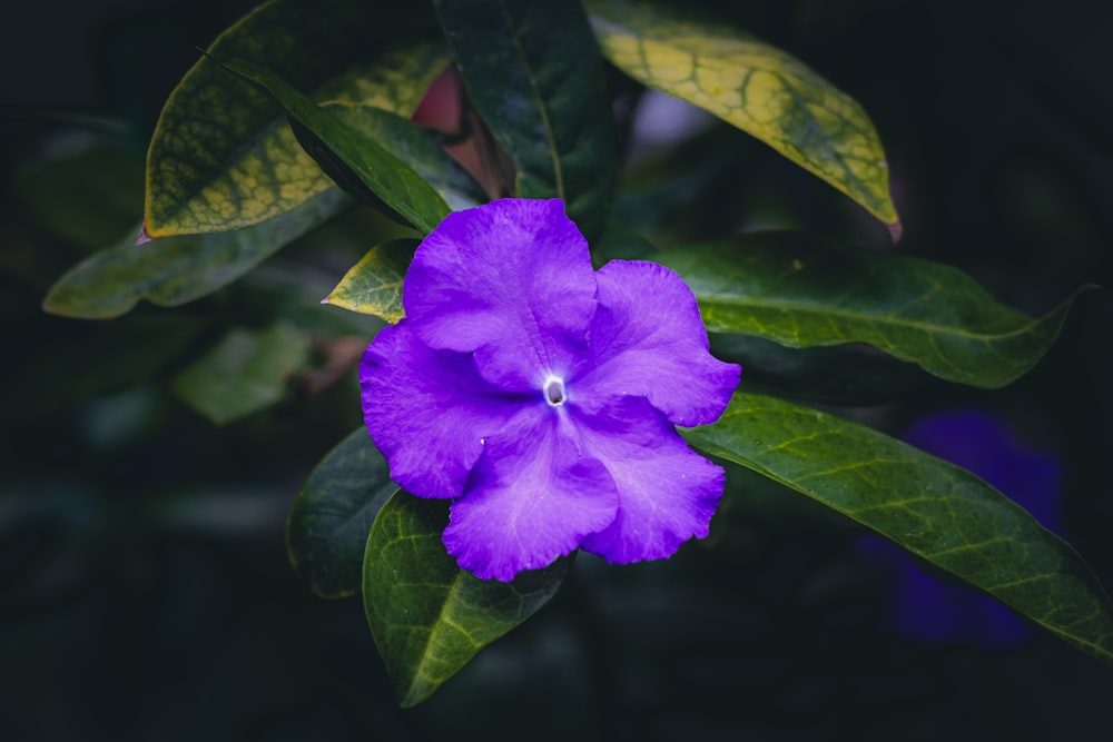 a purple flower with green leaves in the background