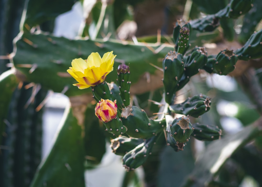 a close up of a yellow flower on a cactus