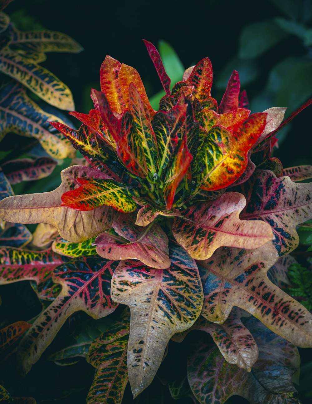 a close up of a colorful plant with lots of leaves