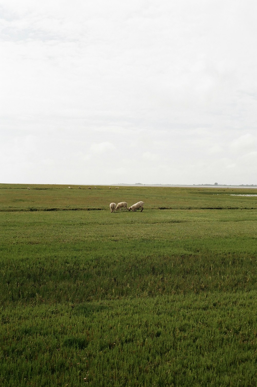 a couple of animals that are standing in the grass