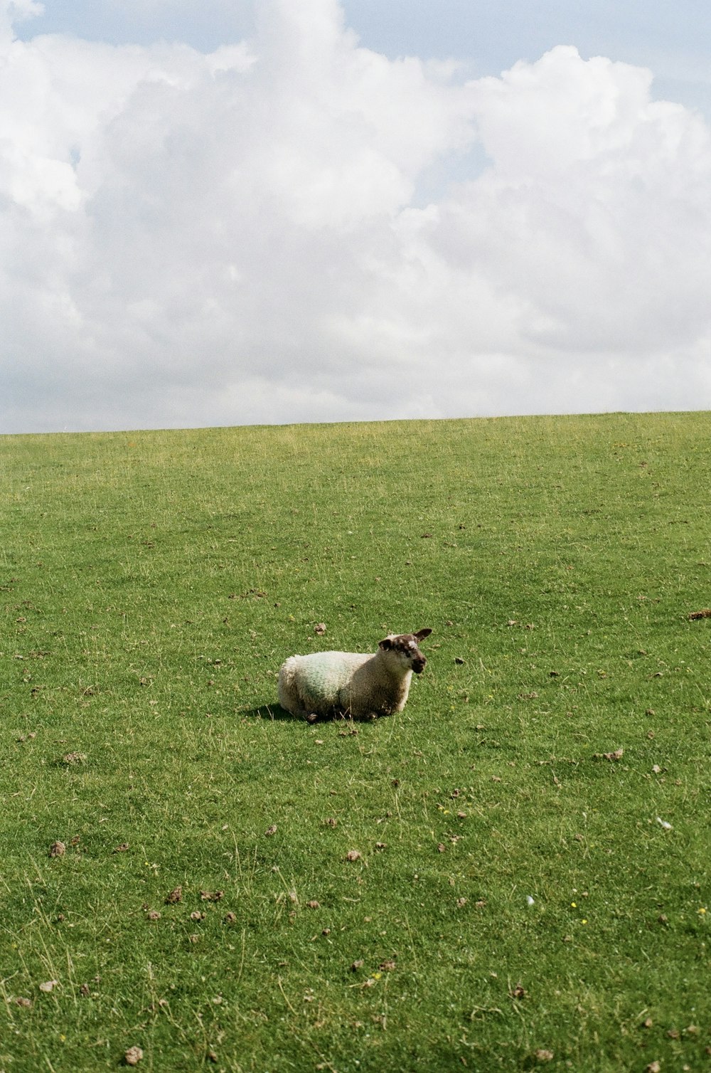 a sheep is standing in the middle of a grassy field