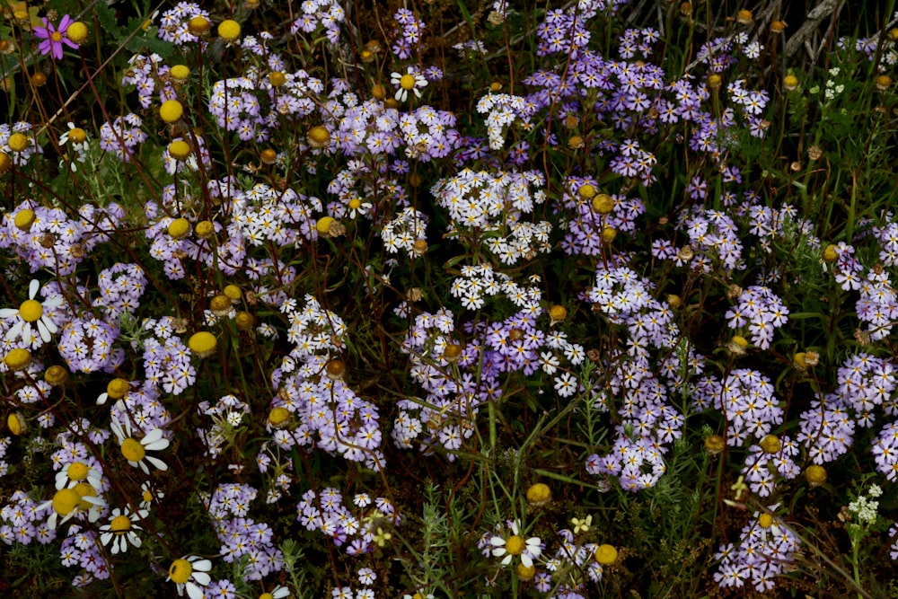 a bunch of purple and white flowers in a field