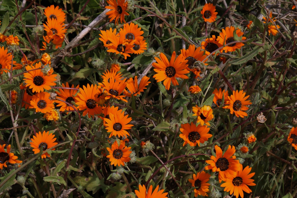 Cape Town August — vivid orange wildflowers blanketing West Coast National Park at the peak of wildflower season