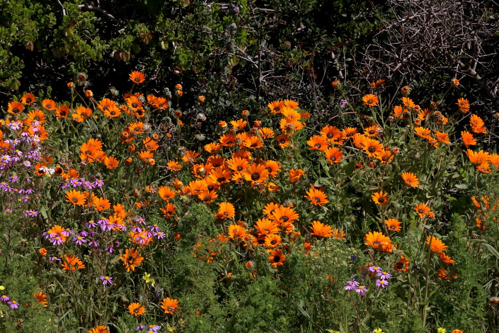 a field full of orange and purple flowers