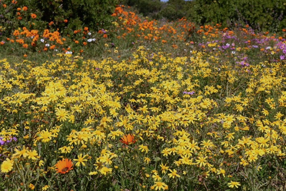 a field full of yellow and purple flowers