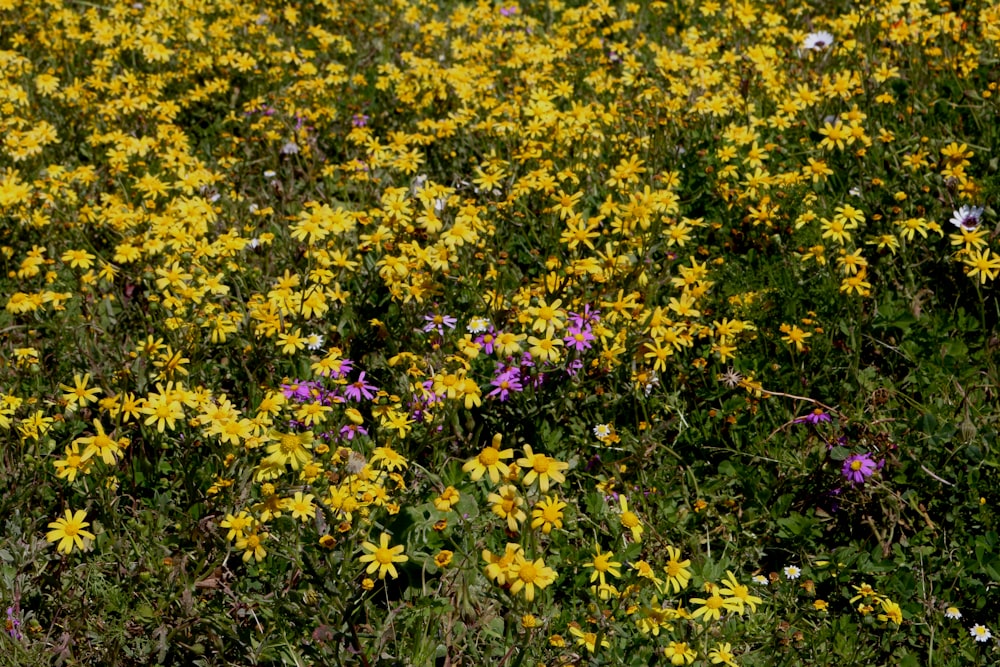 a field full of yellow and purple flowers