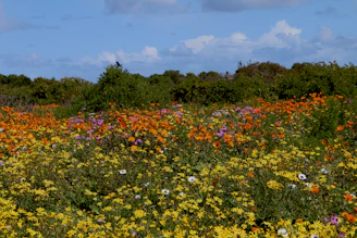 Neighbors sharing smiles while planting wildflowers in the meadow bee sanctuary on a bright Friday afternoon.